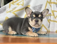 Boots, a male French Bulldog for sale in Millersburg, OH – Photo 1 of 6