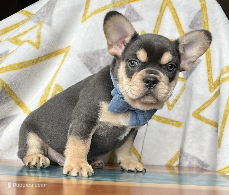 Boots – French Bulldog puppy for sale in Millersburg, OH