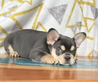 Boots, a male French Bulldog for sale in Millersburg, OH – Photo 2 of 6