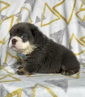 Fluffy Ollie, a male English Bulldog for sale in Millersburg, OH – Photo 3 of 5