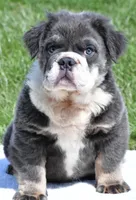 Fluffy Ollie, a male English Bulldog for sale in Millersburg, OH – Photo 8 of 9