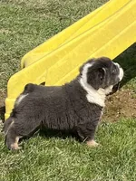 Fluffy Ollie, a male English Bulldog for sale in Millersburg, OH – Photo 3 of 9