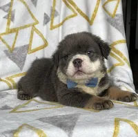 Fluffy Ollie, a male English Bulldog for sale in Millersburg, OH – Photo 1 of 5