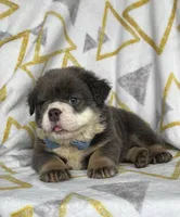 Fluffy Ollie, a male English Bulldog for sale in Millersburg, OH – Photo 2 of 5