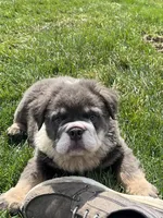 Fluffy Ollie, a male English Bulldog for sale in Millersburg, OH – Photo 5 of 9