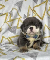 Fluffy Ollie, a male English Bulldog for sale in Millersburg, OH – Photo 4 of 5