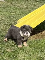 Fluffy Ollie, a male English Bulldog for sale in Millersburg, OH – Photo 4 of 9