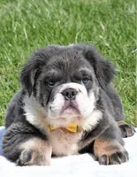 Fluffy Ollie, a male English Bulldog for sale in Millersburg, OH – Photo 9 of 9
