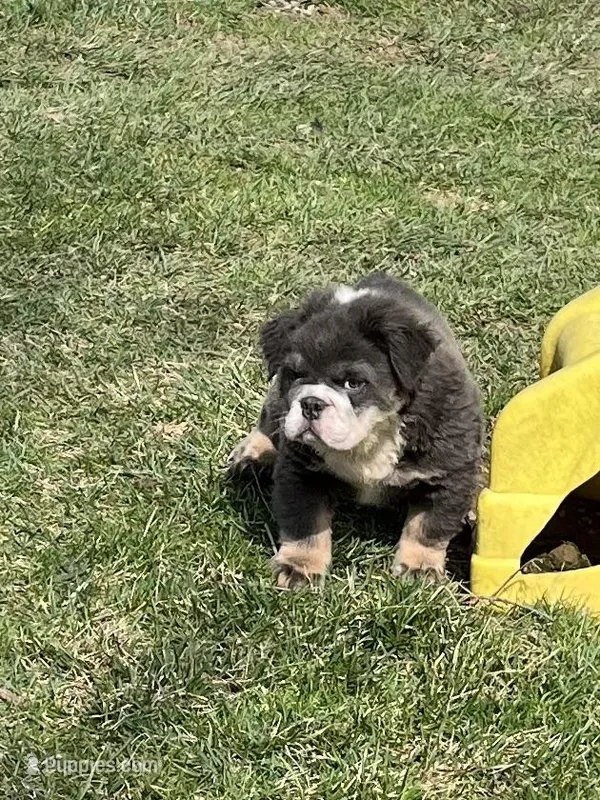 Fluffy Ollie – English Bulldog puppy for sale in Millersburg, OH