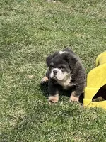 Fluffy Ollie, a male English Bulldog for sale in Millersburg, OH – Photo 2 of 9