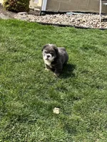 Fluffy Ollie, a male English Bulldog for sale in Millersburg, OH – Photo 6 of 9