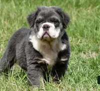 Fluffy Ollie, a male English Bulldog for sale in Millersburg, OH – Photo 1 of 9