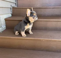 Tate, a male French Bulldog for sale in Berlin, OH – 2 of 3