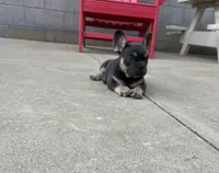 Zeke, a male French Bulldog for sale in Berlin, OH – 3 of 4