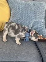 Bently, a male French Bulldog for sale in Berlin, OH – 5 of 8