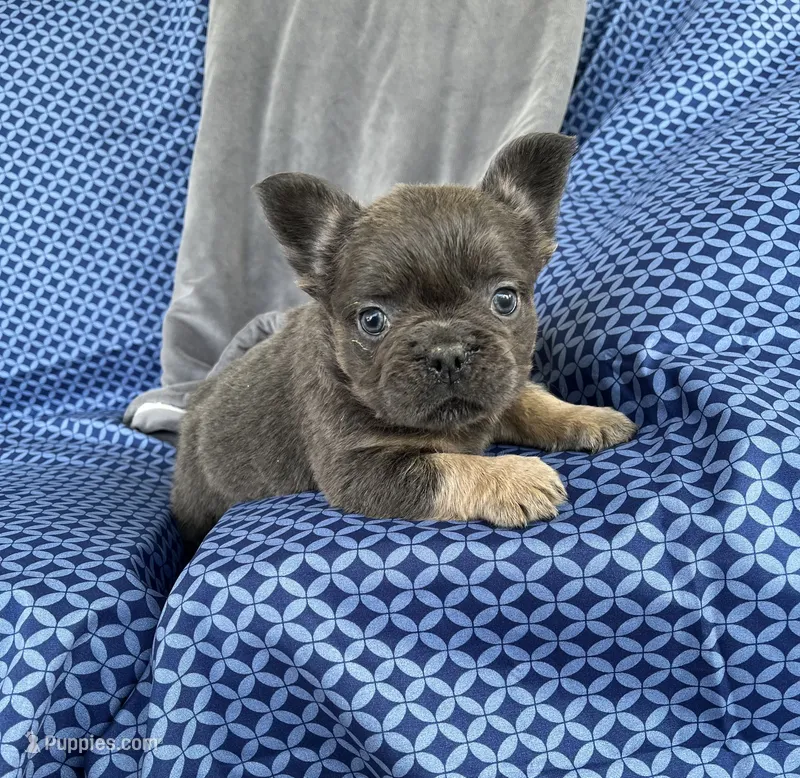 Rocky – French Bulldog puppy for sale in Berlin, OH