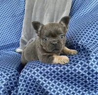 Rock, a male French Bulldog for sale in Berlin, OH – 3 of 5