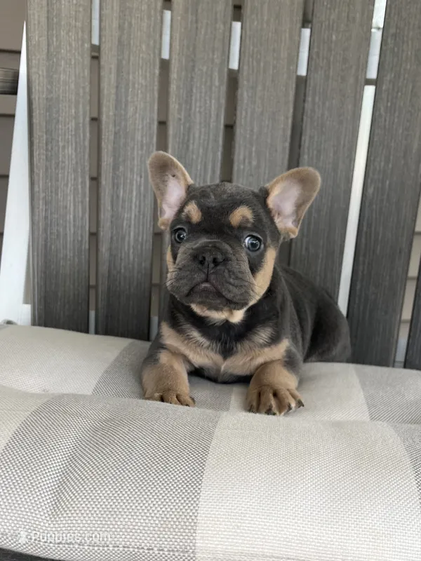 Brodie – French Bulldog puppy for sale in Berlin, OH