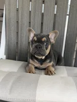 Brodie, a male French Bulldog for sale in Berlin, OH – 1 of 5