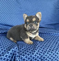 Brock, a male French Bulldog for sale in Berlin, OH – 5 of 8