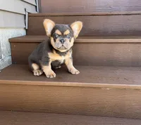 Tate, a male French Bulldog for sale in Berlin, OH – 3 of 3