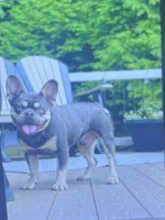 Bently, a male French Bulldog for sale in Berlin, OH – 7 of 8