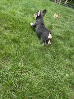Sonya, a female French Bulldog for sale in Berlin, OH – 6 of 8