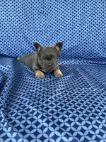 Rock, a male French Bulldog for sale in Berlin, OH – 5 of 5