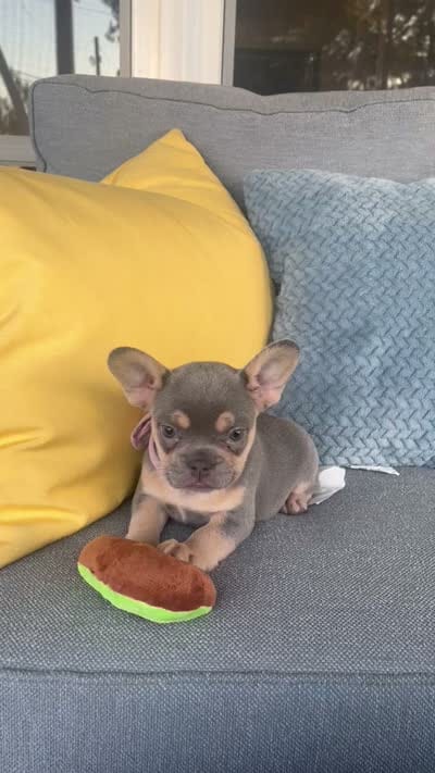 Emma genetic clear, a female French Bulldog for sale in Berlin, OH – 9 of 10