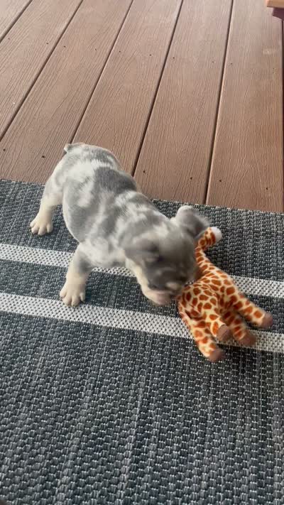 Bently, a male French Bulldog for sale in Berlin, OH – 8 of 8