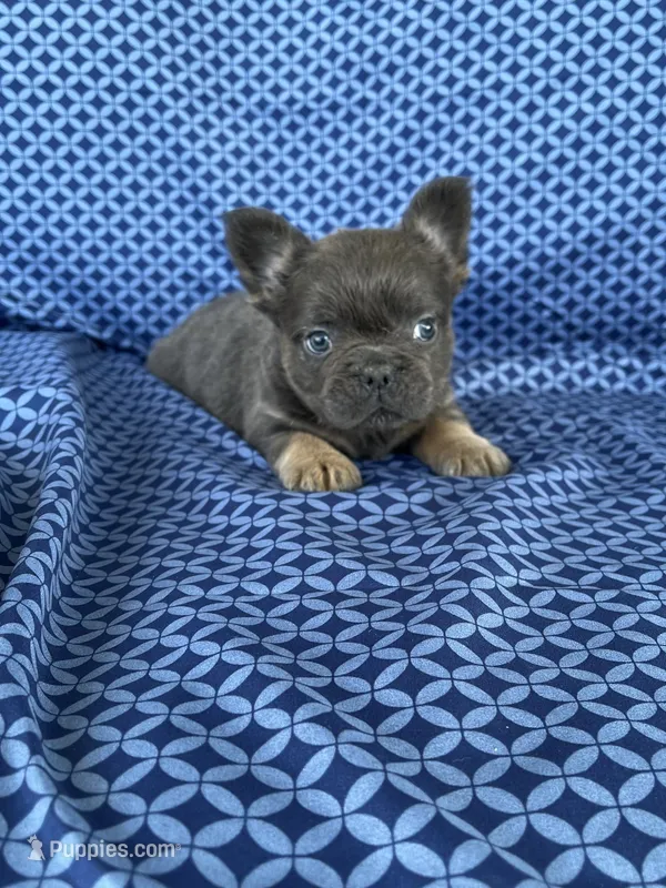 Rock – French Bulldog puppy for sale in Berlin, OH
