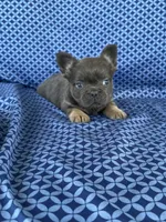 Rock, a male French Bulldog for sale in Berlin, OH – 1 of 5