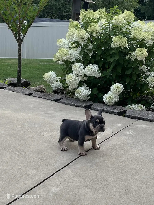 Sonya – French Bulldog puppy for sale in Berlin, OH