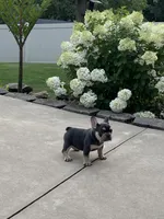 Sonya, a female French Bulldog for sale in Berlin, OH – 1 of 4