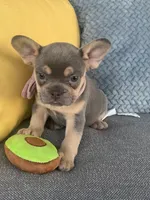 Emma genetic clear, a female French Bulldog for sale in Berlin, OH – 10 of 10