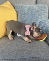 Emma genetic clear, a female French Bulldog for sale in Berlin, OH – 2 of 10