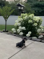 Sonya, a female French Bulldog for sale in Berlin, OH – 2 of 4