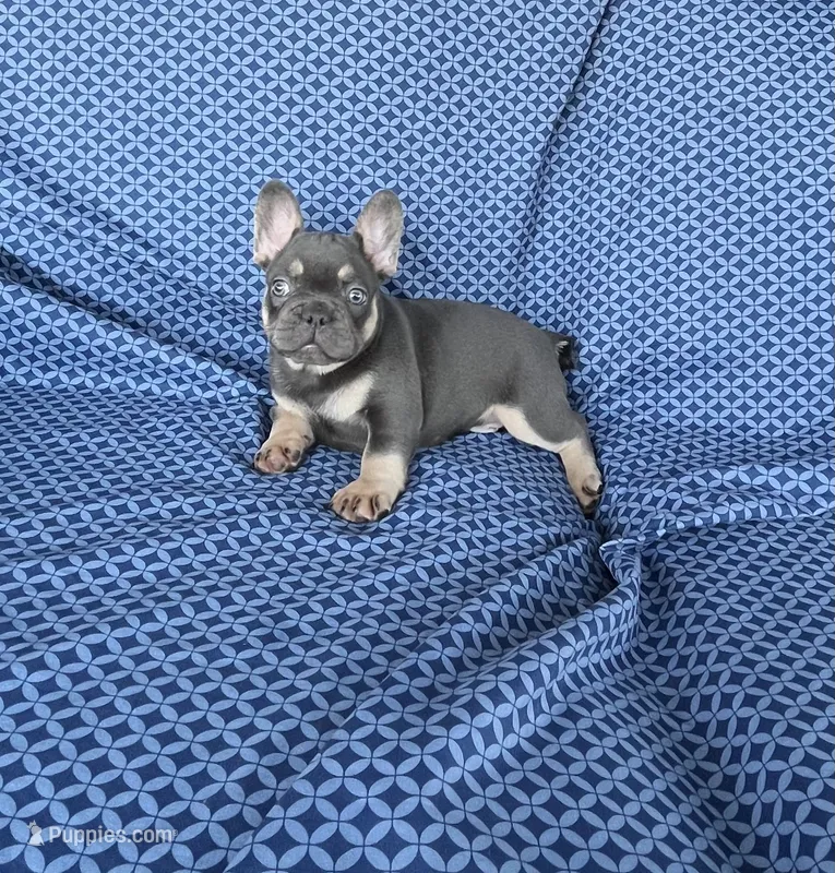 Zeke – French Bulldog puppy for sale in Berlin, OH