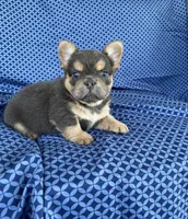 Brock, a male French Bulldog for sale in Berlin, OH – 1 of 8