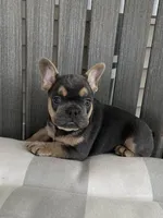 Brodie, a male French Bulldog for sale in Berlin, OH – 3 of 5