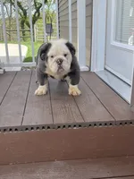 Finnely, a male English Bulldog for sale in Berlin, OH – 1 of 5