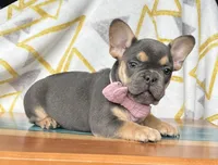 chi-Chi, a female French Bulldog for sale in Millersburg, OH – Photo 3 of 5