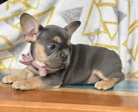 chi-Chi, a female French Bulldog for sale in Millersburg, OH – Photo 4 of 5