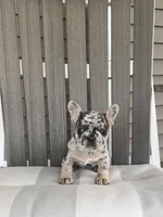 Maggie, a female French Bulldog for sale in Berlin, OH – 5 of 6