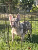 Brodie, a male French Bulldog for sale in Berlin, OH – 4 of 5