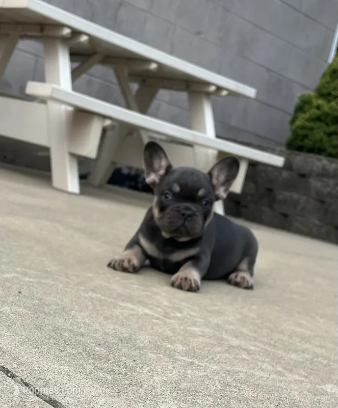 Zeke – French Bulldog puppy for sale in Berlin, OH