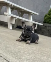 Zeke, a male French Bulldog for sale in Berlin, OH – 1 of 4