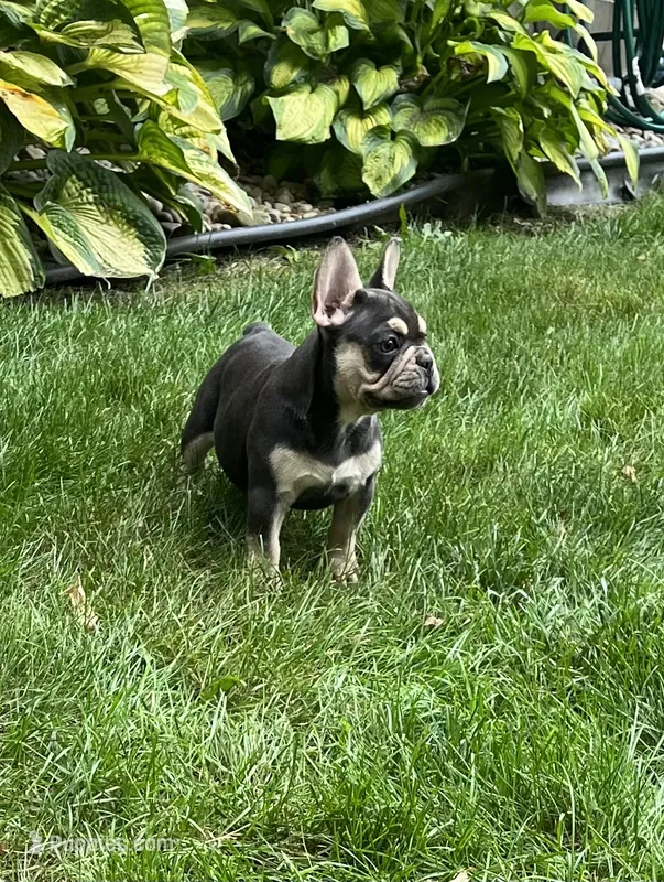 Sonya – French Bulldog puppy for sale in Berlin, OH