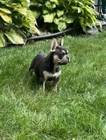 Sonya, a female French Bulldog for sale in Berlin, OH – 2 of 8