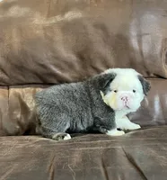 Fluffy Ottus, a male English Bulldog for sale in Millersburg, OH – Photo 5 of 6